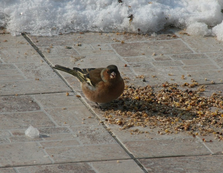Passeraceo?
